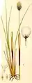 Scheiden-Wollgras (Eriophorum vaginatum)