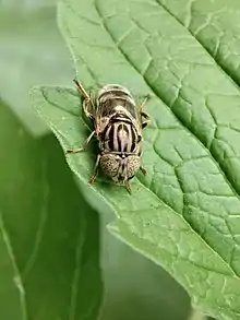Glänzende Faulschlammschwebfliege, Behbahan