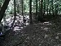 Im Bruchwald, der linke