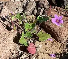 Habitat, Habitus, Blüte und Frucht von Erodium texanum