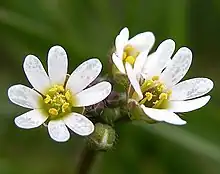 Frühlings-Hungerblümchen (Draba verna)