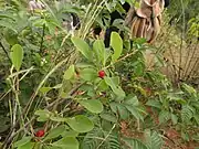 Erythroxylum monogynum