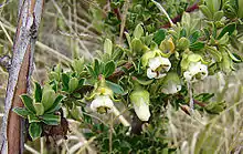 Escallonia myrtilloides