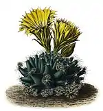 Escobaria missouriensis subsp. missouriensis