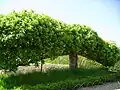 Baum bei Essex