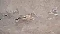 Das Erdreich steckt voller Knochen hier bestatteter Menschen