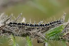 Raupe auf Echium vulgare