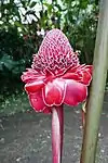 Etlingera elatior.
