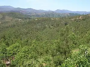 Eucalyptus alba fünf Kilometer nördlich von Aileu