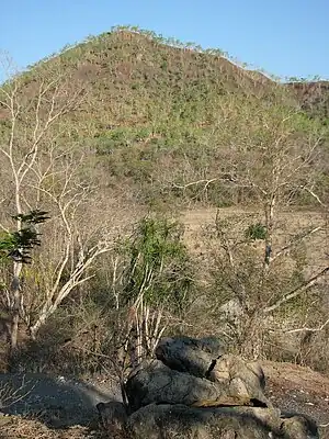 Eucalyptus alba vor dem Berg Uaigae, am Fluss Vemasse, südlich vom Ort Uaigae