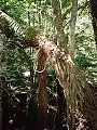 Pinkwood (Eucalyptus moorei) als Hemiphyte auf einem Soft Tree Fern (Dicksonia Antarctica) im Monga-Nationalpark