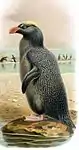 Kronenpinguin (Eudyptes sclateri)
