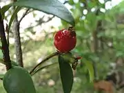 Eugenia reinwardtiana