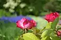 Eulenspiegelrose