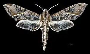 Eumorpha neuburgeri