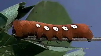 Raupe