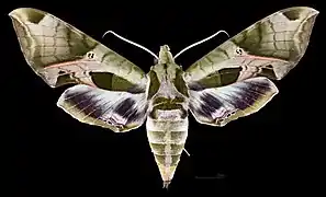 Eumorpha pandorus  ♀