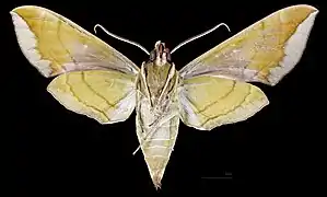 Eumorpha pandorus ♀ △