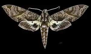 Eumorpha triangulum