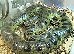 Große AnakondaEunectes murinus