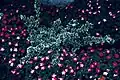 Euonymus fortunei 'Emerald Gaiety'