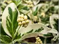 Euonymus fortunei Frucht