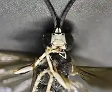 Eupalamus wesmaeli ♂ Frontansicht