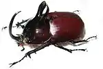 Eupatorus birmanicus