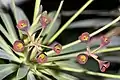 Die violetten Hochblätter der Euphorbia atropurpurea bilden einen auffallenden Kontrast zu den gelbgrünen Nektardrüsen