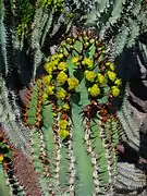 Blüten