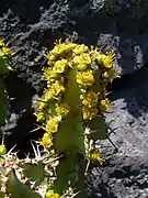 Blüten