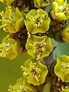 Blütendetail