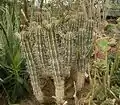 Euphorbia handiensis