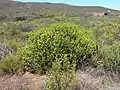 Euphorbia mauritanica am Nieuwoudtville-Wasserfall