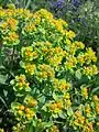 Bunt-Wolfsmilch (Euphorbia polychroma), in Österreich gefährdet