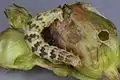 Ockerfarbene Raupe