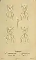 Euplectus duponti Figur 4