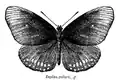 Euploea core f. godarti