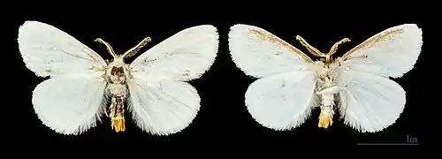 ♂