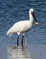Dieser Vogel steht im Wasser, seine Beine sind dunkel, ebenso wie sein Schnabel.