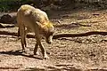 Eurasischer Wolf (Canis lupus lupus)