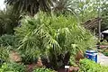Zwergpalme (Chamaerops humilis)
