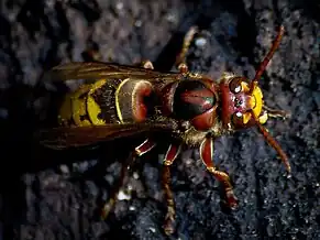 V. c. var. germana(Europa)