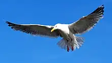 Eine fliegende Silbermöwe
