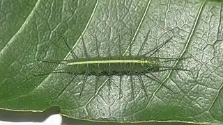 Jüngere Raupe