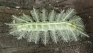 Ausgewachsene Raupe