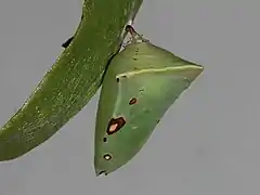 Puppe lateral