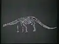 Rekonstruktion eines Brontosaurus, vollständiges Skelett