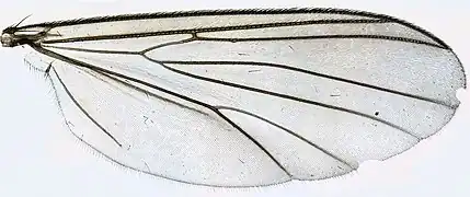 Flügel