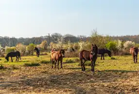 Exmoor-Ponys (2021)